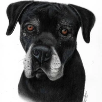 Cane Corso