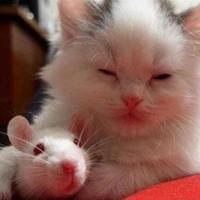 Tom And Jerry