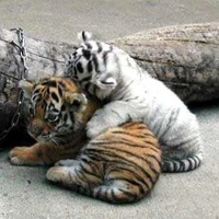 Jeev & lisya