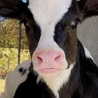 Sapi