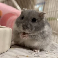 Cici