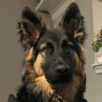 Brutus