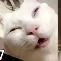แอดเองงง