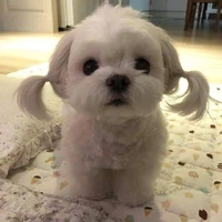 autora