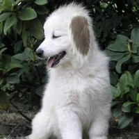 Akamaru
