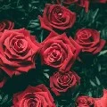 🌹ROSE ME🥀