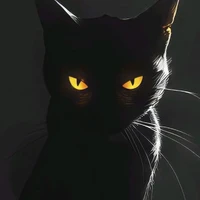 Black cat