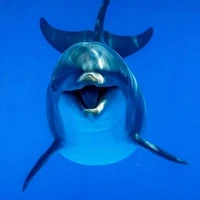 🐬