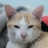 แอด
