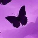 Papillon 1