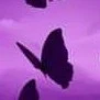 Papillon 2