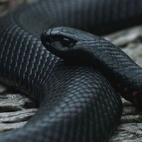 Rion ( raja ular hitam )