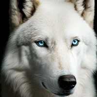 Kanu •Lobo de Jungkook•