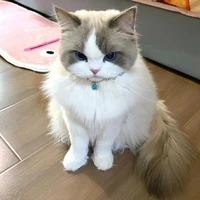 เบ๊บ+ร่างแมว