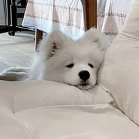 ภัทร+ร่างหมา