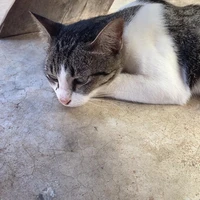 เงี่ยนหี