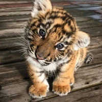 Baby tiger