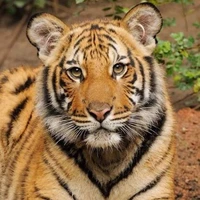 Mama tiger