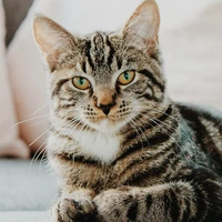 Gatinho