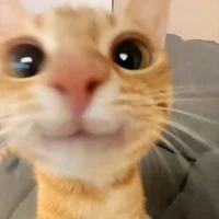 Meoww
