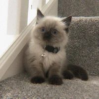 ไดม่อล(โก้โก้):ร่างแมว