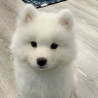 มาเชล(หมีขาว):ร่างสุนัข