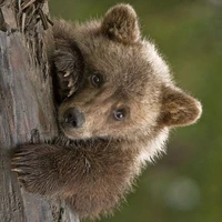 Teddy