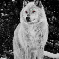 Milo (wolf)