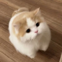 𝐏.𝐏𝐫𝐚𝐞🐾