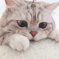 ไอกิ (พ.อในร่างแมว)