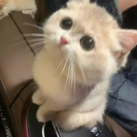 โมโตโรล่าร้อยปี