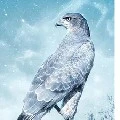 Eagle Air