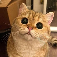 หมิวหมิว