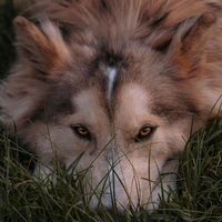 ※》SELEN ( loba )《※
