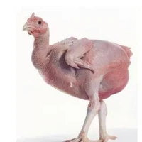 Ayam