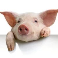 Babi