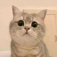 มิเกล(ตอนเป็นแมว)