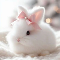 🐰(เฟย์)