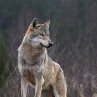 Ranga(mascota de Katsumoto)