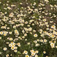 กัน กันกนก