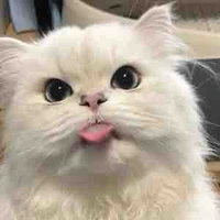 แอด