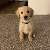 Dario