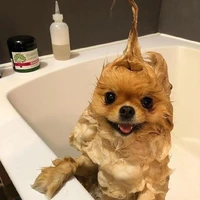 Antônio