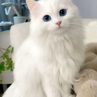 ซาจูน