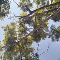 แอดเอง