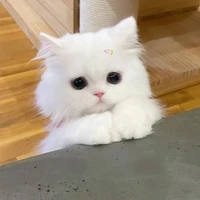 🐱