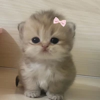 แอดเอง
