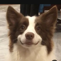 Chokito
