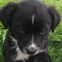 hii I am  your author 