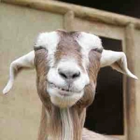 Mouton